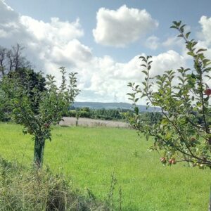 Apfelbäume und Sommerwiesen